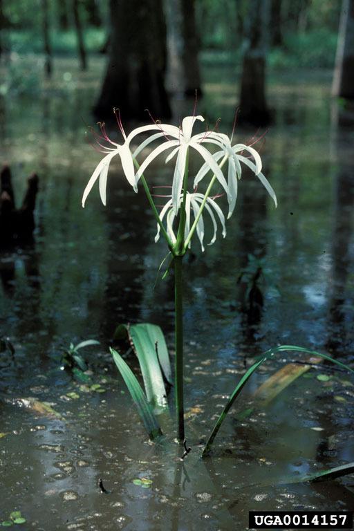Photo of Crinum Lily (Crinum americanum) uploaded by SongofJoy