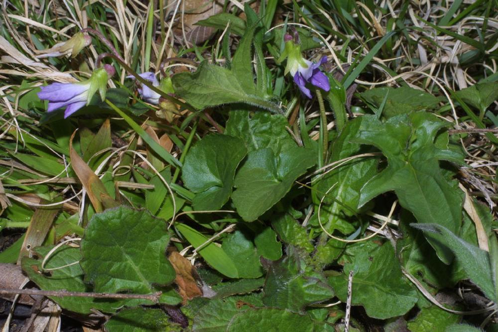 Photo of Eggleston's Violet (Viola egglestonii) uploaded by SongofJoy