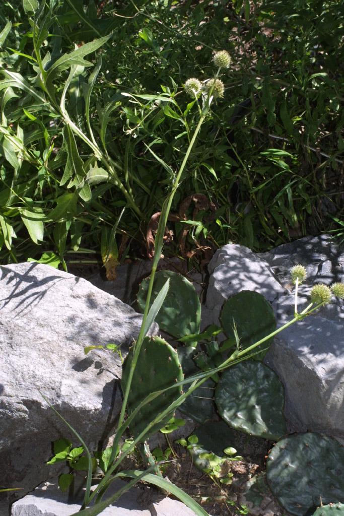 Photo of Rattlesnake Master (Eryngium yuccifolium) uploaded by SongofJoy