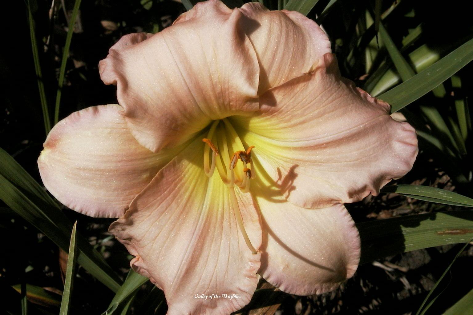 Photo of Daylily (Hemerocallis 'Martha Adams') uploaded by Joy