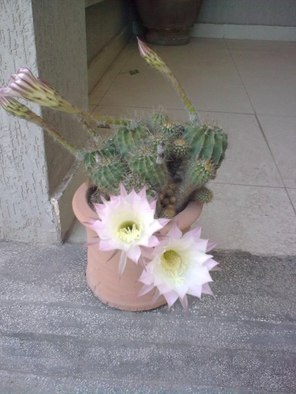 Photo of Sea-Urchin Cactus (Echinopsis oxygona) uploaded by KAMasud