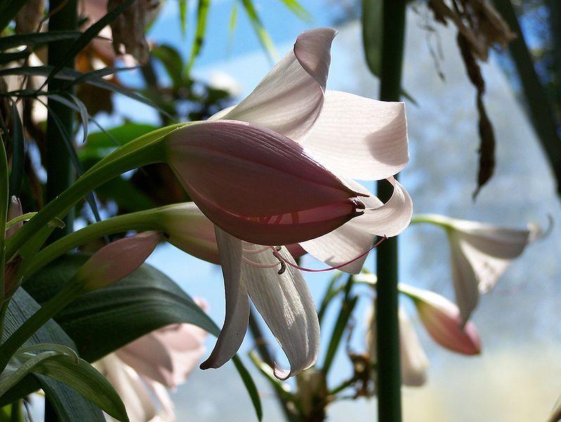 Photo of Natal Lily (Crinum moorei) uploaded by SongofJoy
