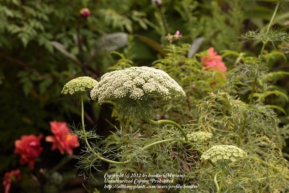 Photo of False Queen Anne's Lace (Visnaga daucoides) uploaded by bonitin