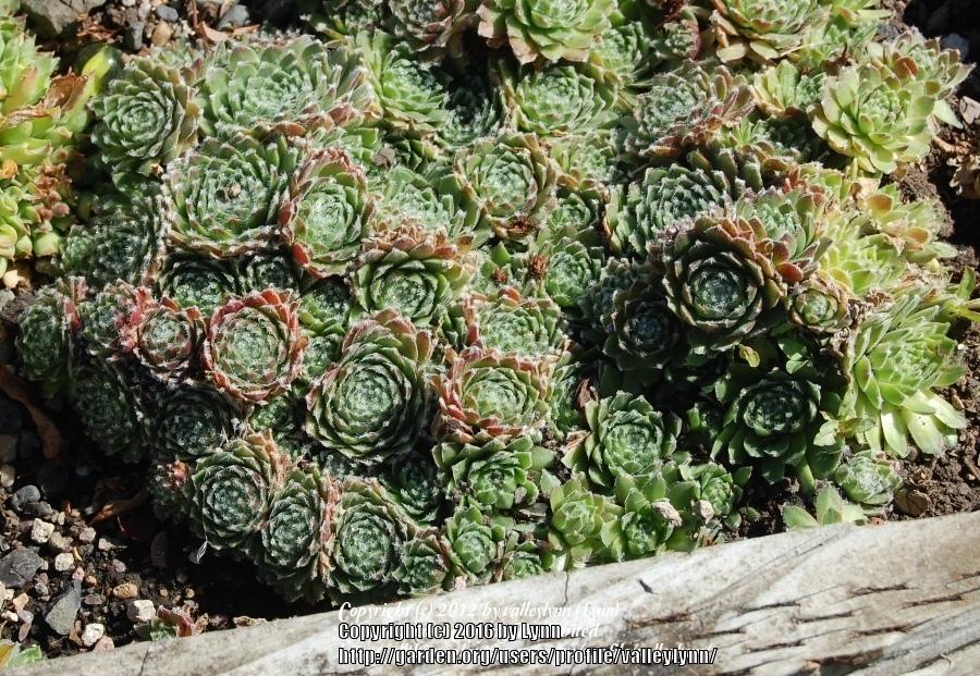 Photo of Hen and Chicks (Sempervivum 'Icicle') uploaded by valleylynn