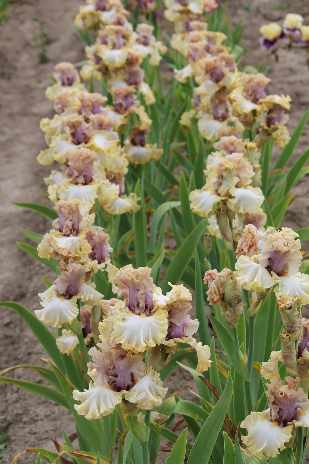 Photo of Tall Bearded Iris (Iris 'Colourable') uploaded by ARUBA1334