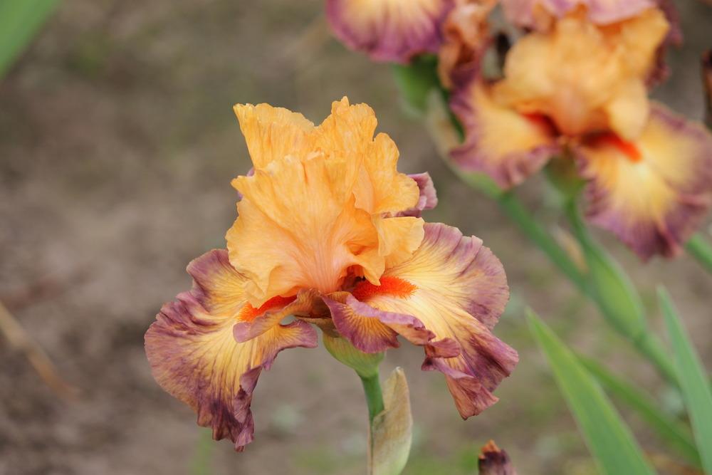 Photo of Tall Bearded Iris (Iris 'Victory Chant') uploaded by ARUBA1334
