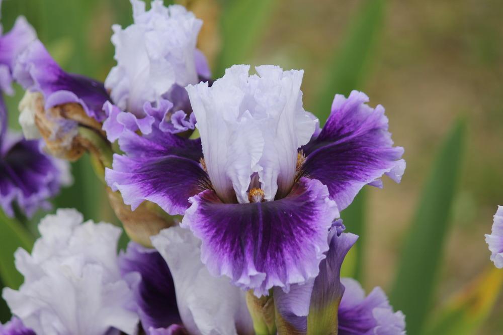 Photo of Tall Bearded Iris (Iris 'Gothic Lord') uploaded by ARUBA1334