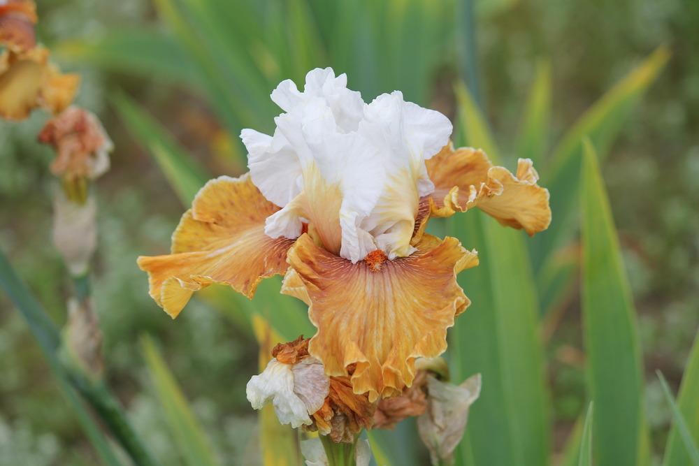 Photo of Tall Bearded Iris (Iris 'Ginger Ice') uploaded by ARUBA1334