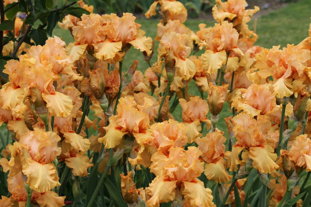 Photo of Tall Bearded Iris (Iris 'Autumn Riesling') uploaded by ARUBA1334