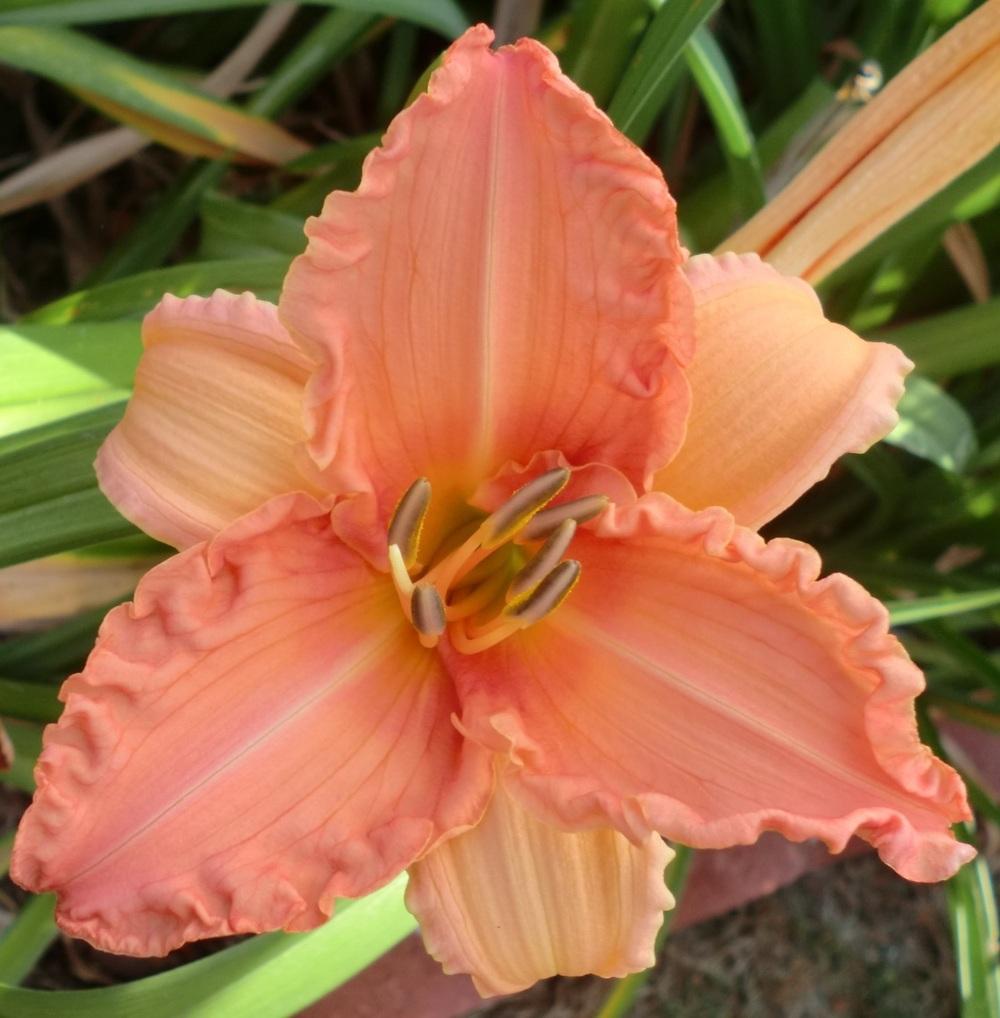 Photo of Daylily (Hemerocallis 'Orange Flip') uploaded by Ditchlily
