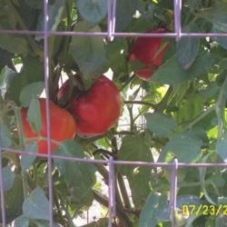 Location: MoonDance Farm, NC
Date: July 2002
A peek into the cage of fruit waiting to be picked.