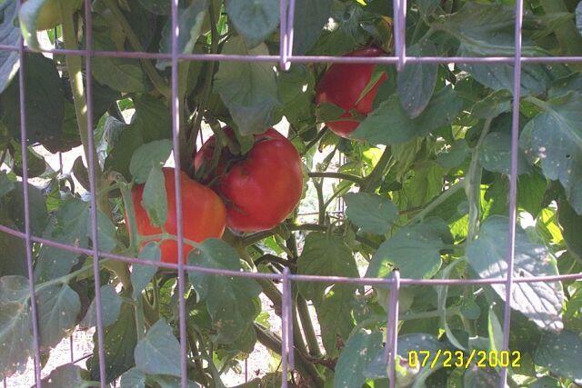 Photo of Tomato (Solanum lycopersicum 'Abraham Lincoln') uploaded by Horseshoe