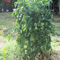 Location: MoonDance Farm, NC
Date: July 2004
Beautiful specimen of a caged tomato plants -Abe Lincoln.  Cage i