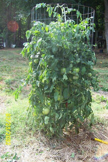 Photo of Tomato (Solanum lycopersicum 'Abraham Lincoln') uploaded by Horseshoe