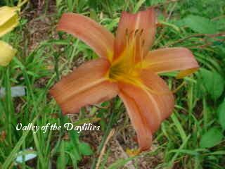 Photo of Daylily (Hemerocallis 'Pink Charm') uploaded by Joy