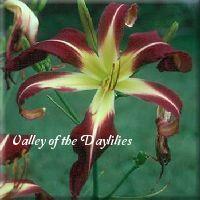 Photo of Daylily (Hemerocallis 'Charon the Ferryman') uploaded by Joy