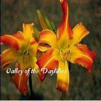 Photo of Daylily (Hemerocallis 'Zoot Sims') uploaded by Joy