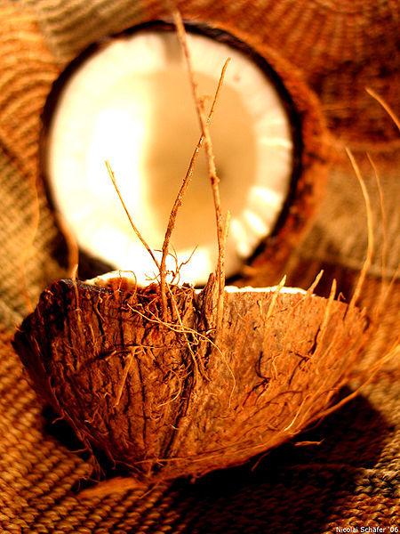 Photo of Coconut Palm (Cocos nucifera) uploaded by SongofJoy