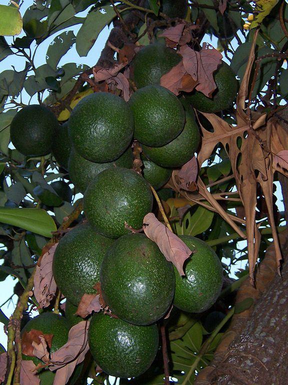 Photo of Avocado (Persea americana) uploaded by SongofJoy