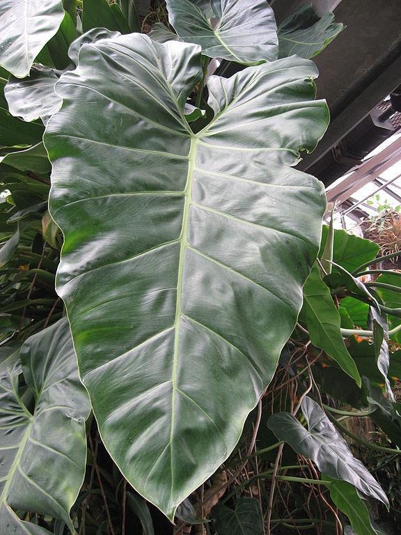 Photo of Philodendron maximum uploaded by SongofJoy