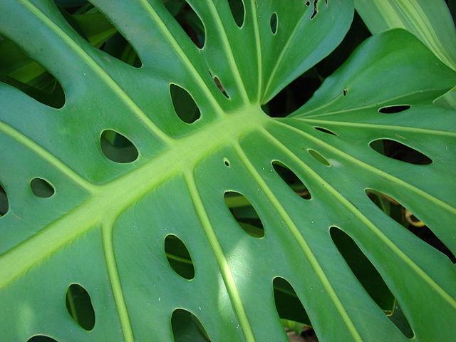 Photo of Split-Leaf Philodendron (Monstera deliciosa) uploaded by SongofJoy
