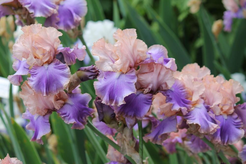 Photo of Tall Bearded Iris (Iris 'Florentine Silk') uploaded by ARUBA1334