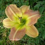 Photo Courtesy of Valley of the Daylilies. Used with Permission