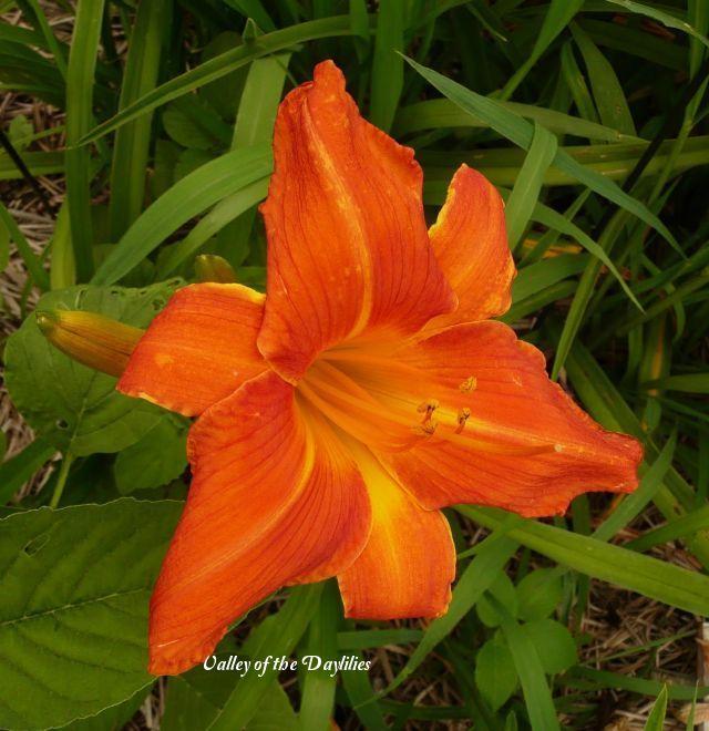 Photo of Daylily (Hemerocallis 'Orange Vols') uploaded by Joy