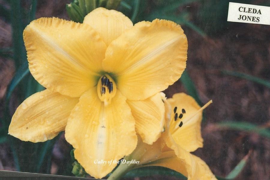 Photo of Daylily (Hemerocallis 'Cleda Jones') uploaded by Joy