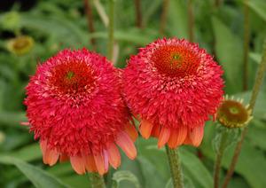 Photo of Coneflower (Echinacea 'Meteor Red') uploaded by NJBob