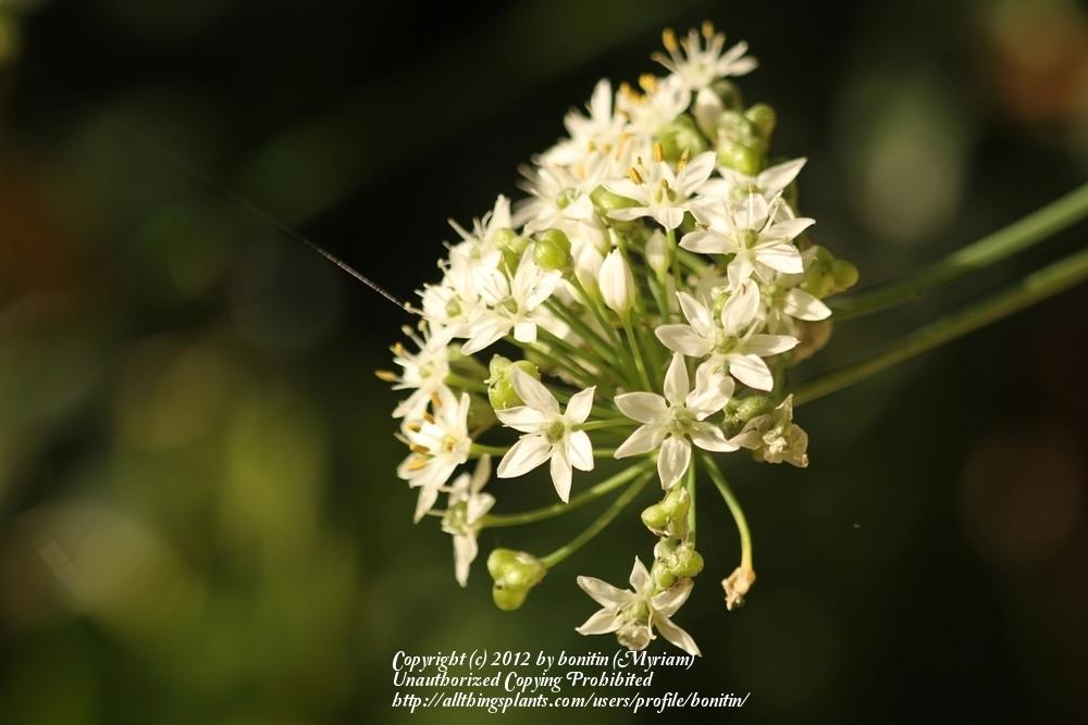 Photo of Garlic Chives (Allium tuberosum) uploaded by bonitin
