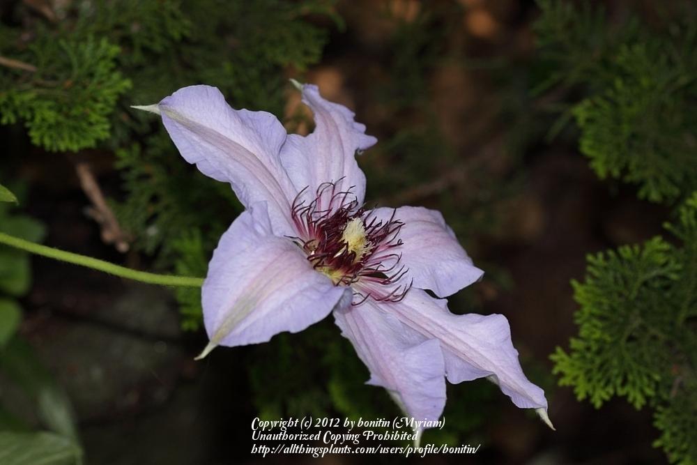 Photo of Clematis 'The First Lady' uploaded by bonitin