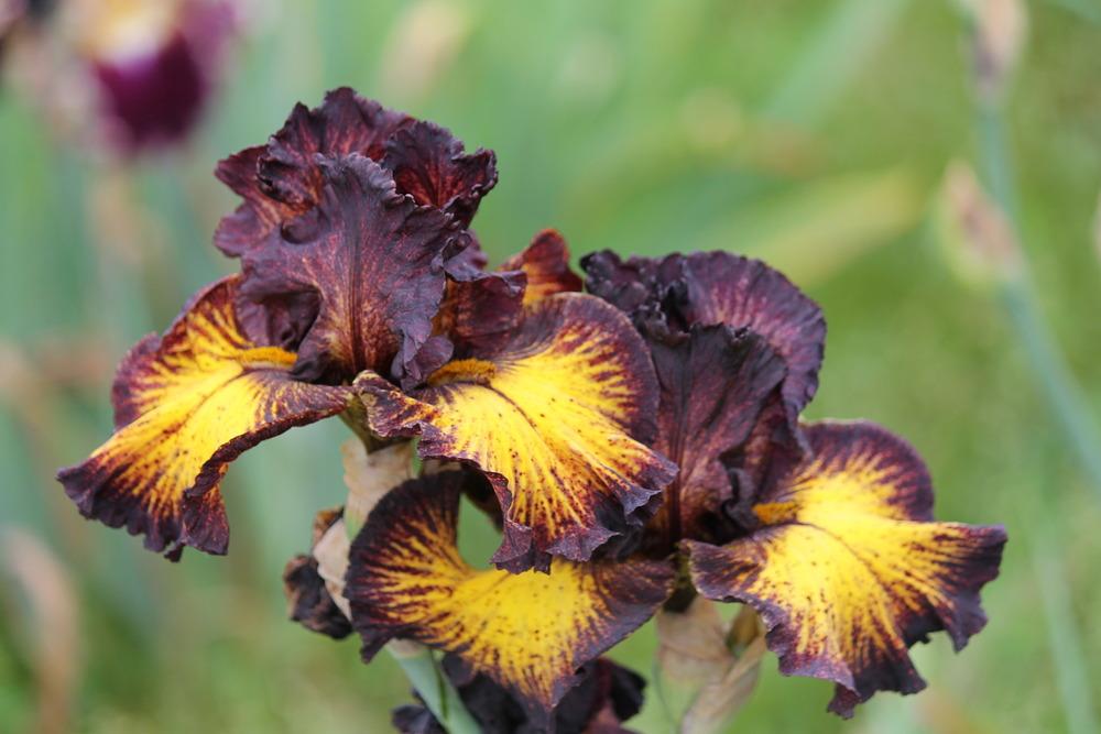 Photo of Tall Bearded Iris (Iris 'Tuscan Summer') uploaded by ARUBA1334