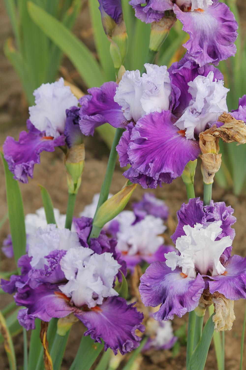 Photo of Tall Bearded Iris (Iris 'Polka') uploaded by ARUBA1334