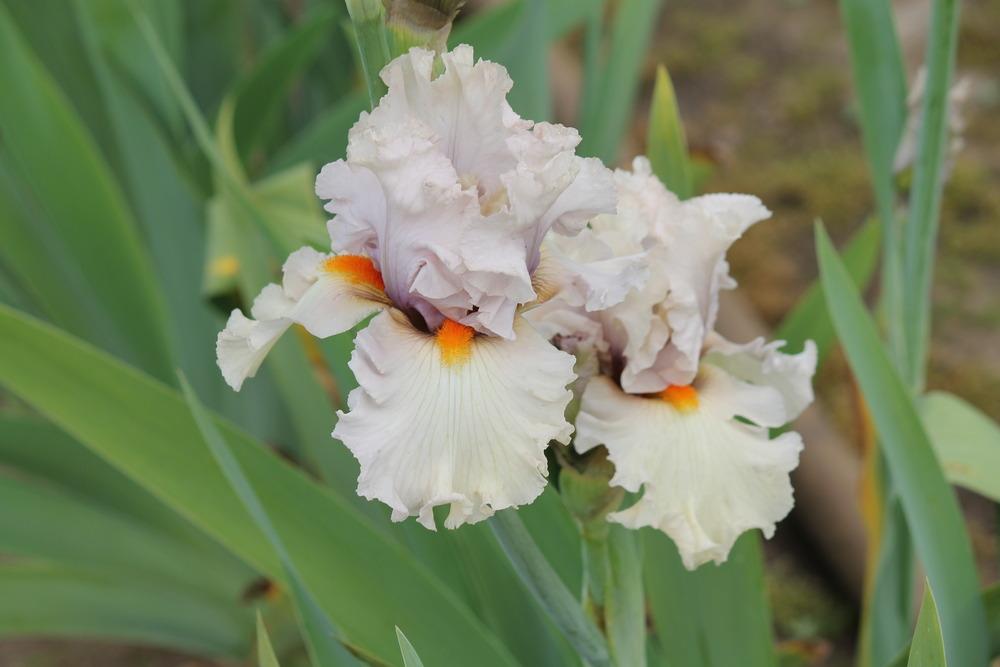 Photo of Tall Bearded Iris (Iris 'Chenille') uploaded by ARUBA1334