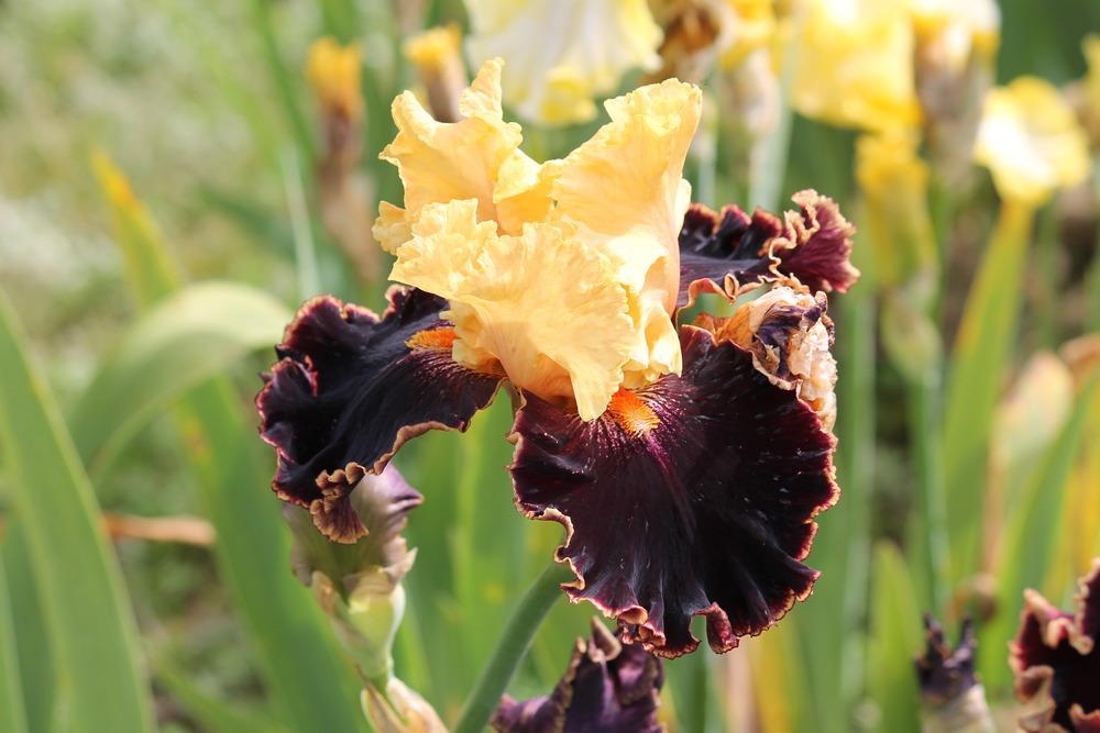 Photo of Tall Bearded Iris (Iris 'Spectacle') uploaded by ARUBA1334