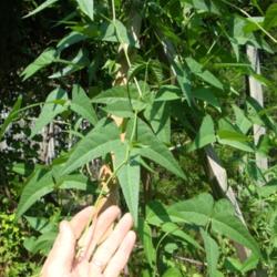 Location: MoonDance Farm, NC
Date: 2010-07-26
Leaf form/shape of Willowleaf \"butterbean\"