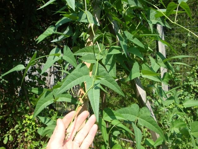 Photo of Lima Bean (Phaseolus lunatus 'Willow Leaf') uploaded by Horseshoe