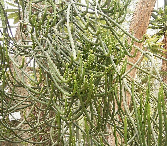 Photo of Euphorbia (Euphorbia alluaudii subsp. alluaudii) uploaded by SongofJoy