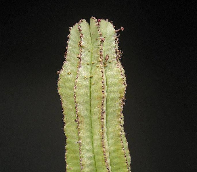 Photo of Euphorbia (Euphorbia polygona var. anoplia) uploaded by SongofJoy