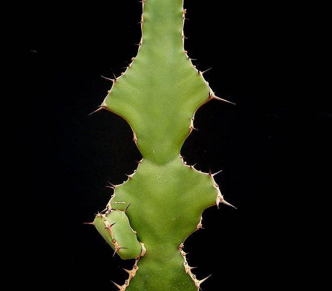Photo of Euphorbia (Euphorbia angularis) uploaded by SongofJoy