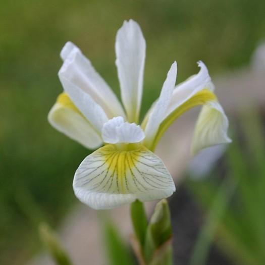 Photo of Species Iris (Iris versicolor) uploaded by avmoran