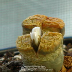 Location: San Joaquin County-at home-indoors
Date: 2012-11-19
Lithops making a bloom