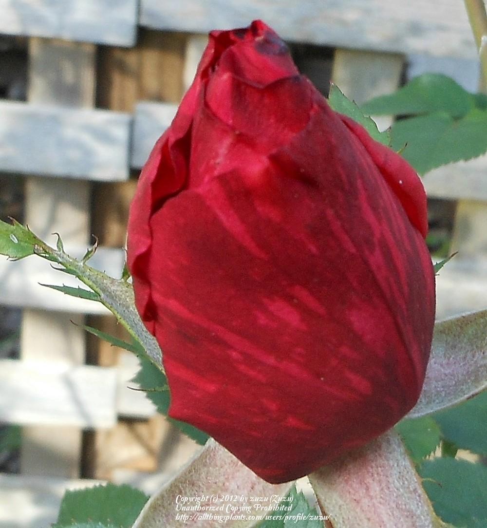 Photo of Rose (Rosa 'Red Intuition') uploaded by zuzu