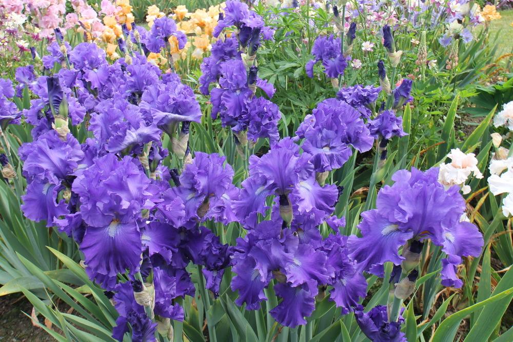 Photo of Tall Bearded Iris (Iris 'Blue Suede Shoes') uploaded by ARUBA1334