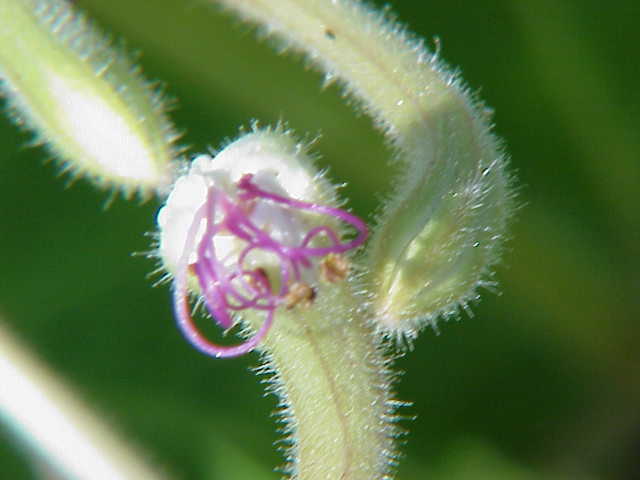 Photo of Sweet Four o'Clock (Mirabilis longiflora) uploaded by SongofJoy