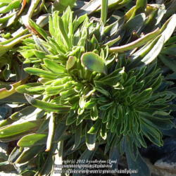 Location: Pacific Northwest, zone 8
Date: Feb 19, 2010
Fasciated lewisia cotyledon