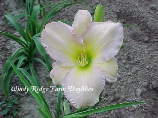 Photo of Daylily (Hemerocallis 'Alvatine Taylor') uploaded by Joy