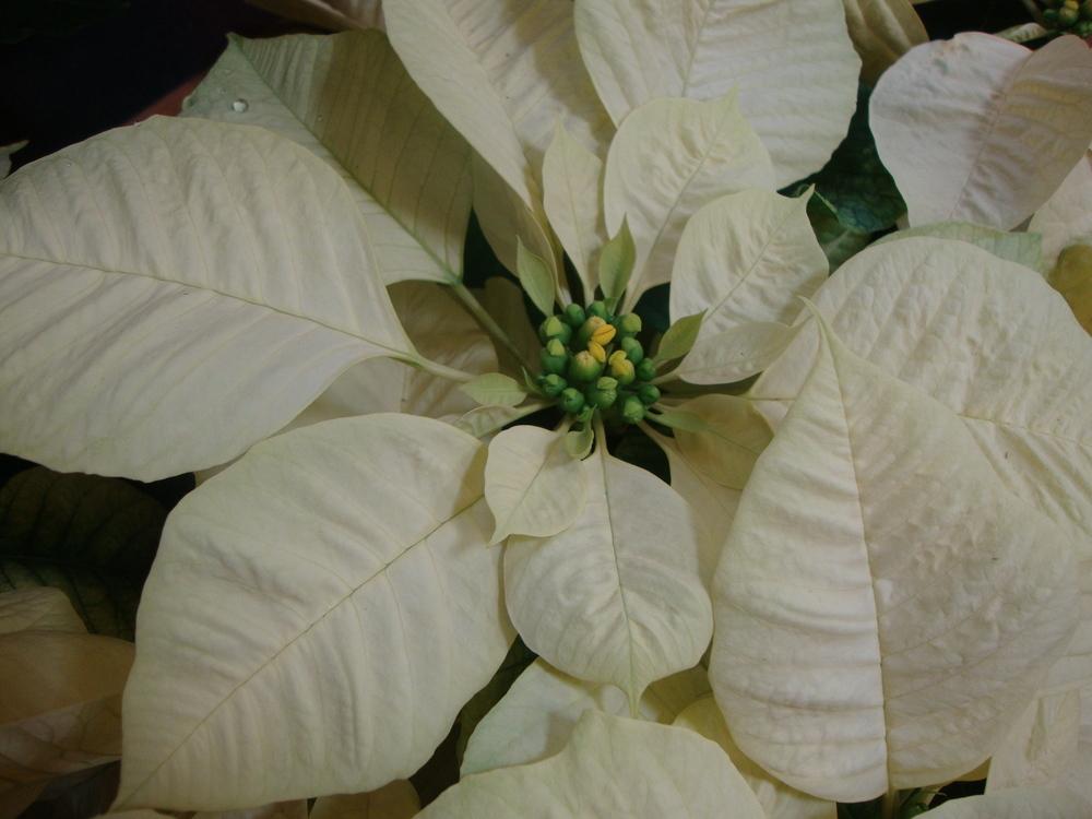 Photo of Poinsettia (Euphorbia pulcherrima) uploaded by Paul2032