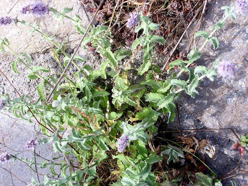 Photo of Horsemint (Mentha longifolia) uploaded by SongofJoy